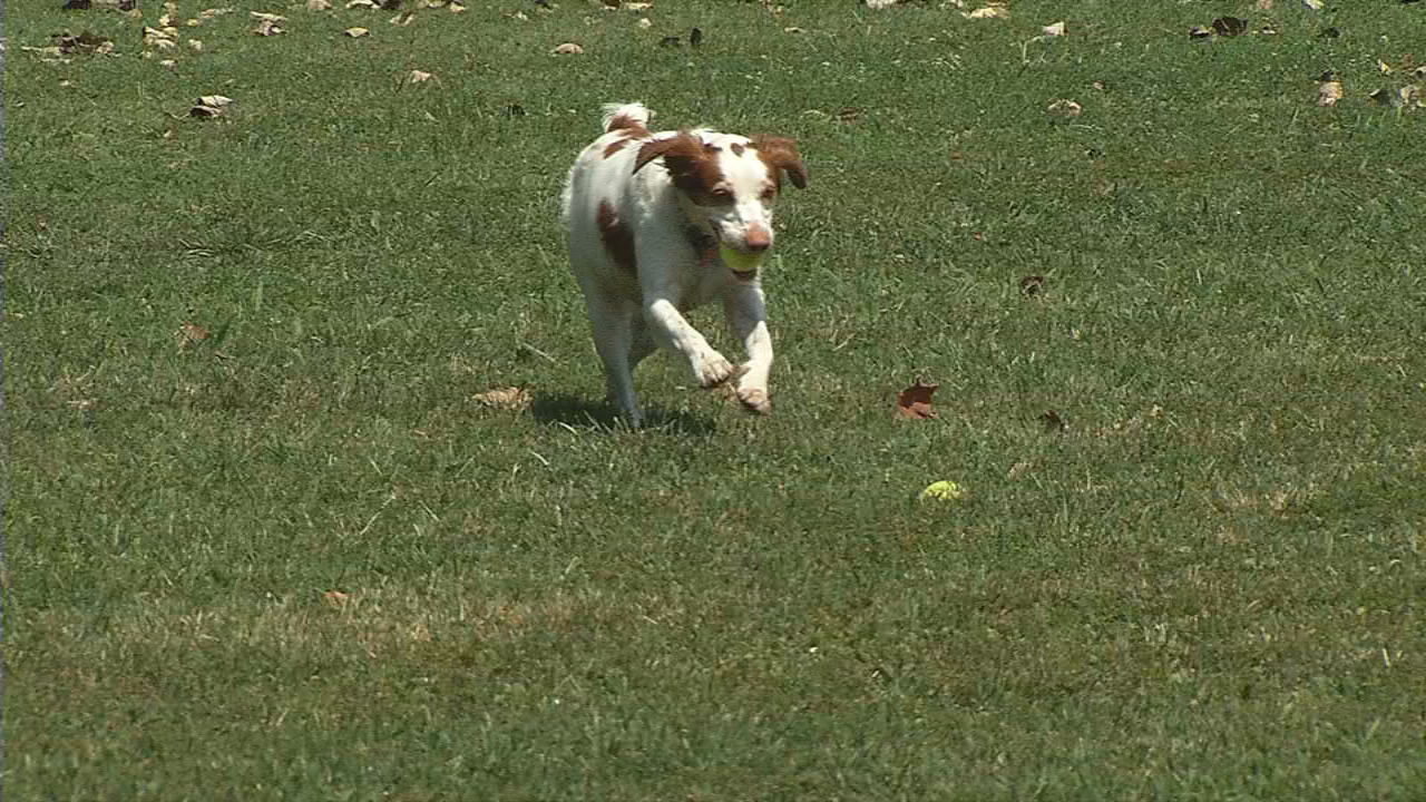 Shepherdsville City Council considering ordinance to ban pet sales at flea markets